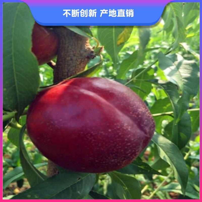 桃树碧桃快速物流发货