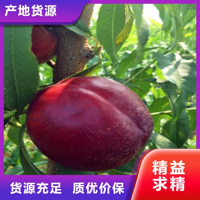 桃树树莓苗专注产品质量与服务