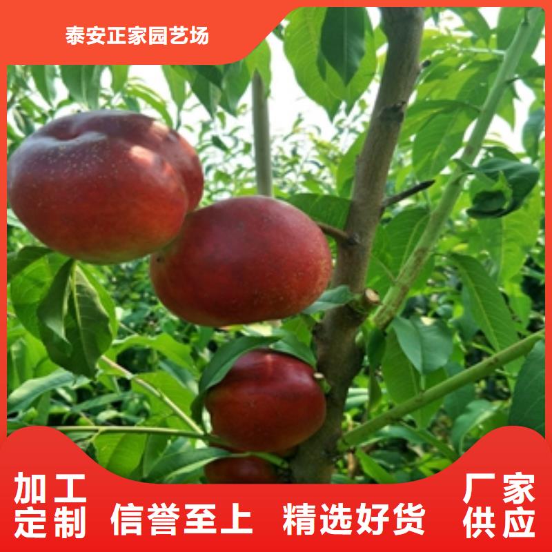 桃树蓝莓苗精选厂家好货