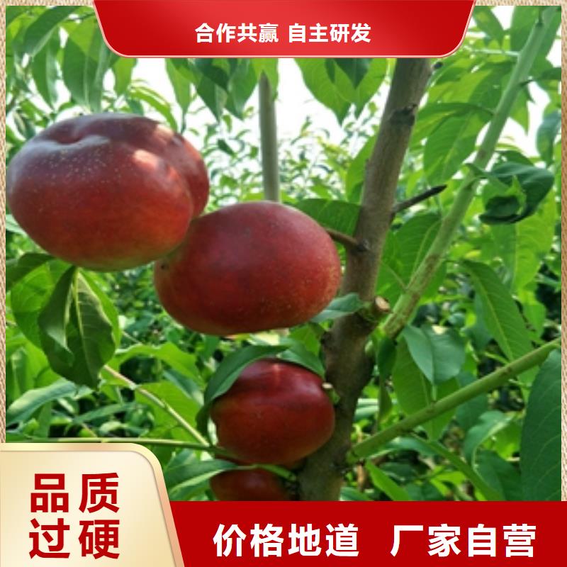 桃树树莓苗专注产品质量与服务