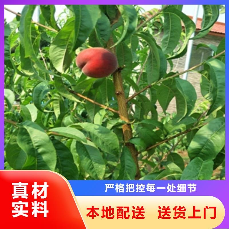 桃树樱桃苗好品质售后无忧