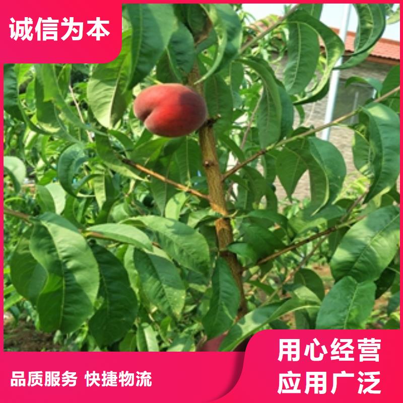 桃树钙果苗满足多种行业需求