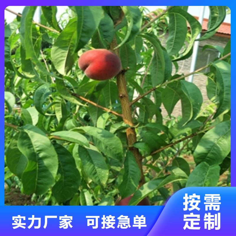 桃树,【蓝莓苗】好产品放心购