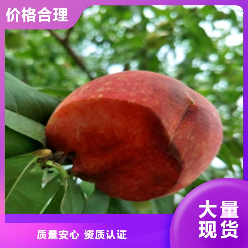 钙果苗-视频-钙果苗-正家园艺场(厦门市分公司)服务区域湖里|思明|三明|龙岩|莆田|泉州|南平|宁德|福州