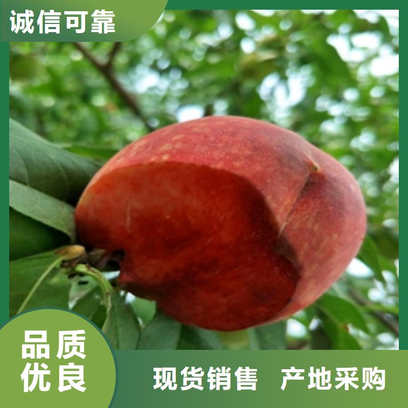 桃树泰山景松造型景松厂家直营