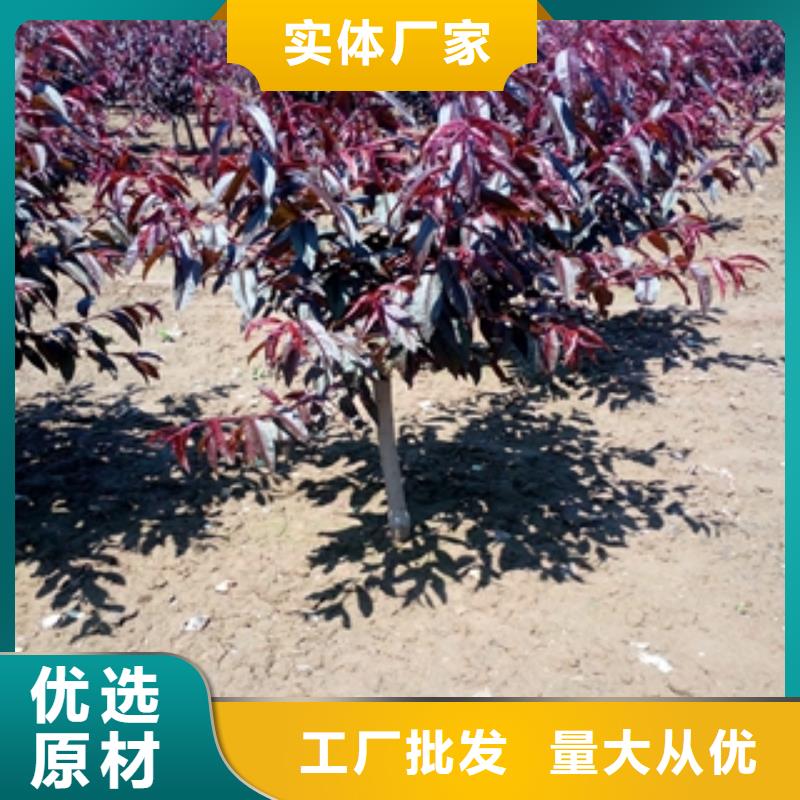 桃树泰山景松造型景松厂家直营