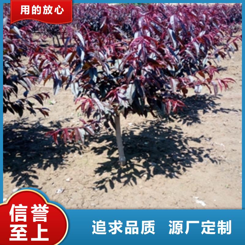 桃树蓝莓苗精选厂家好货