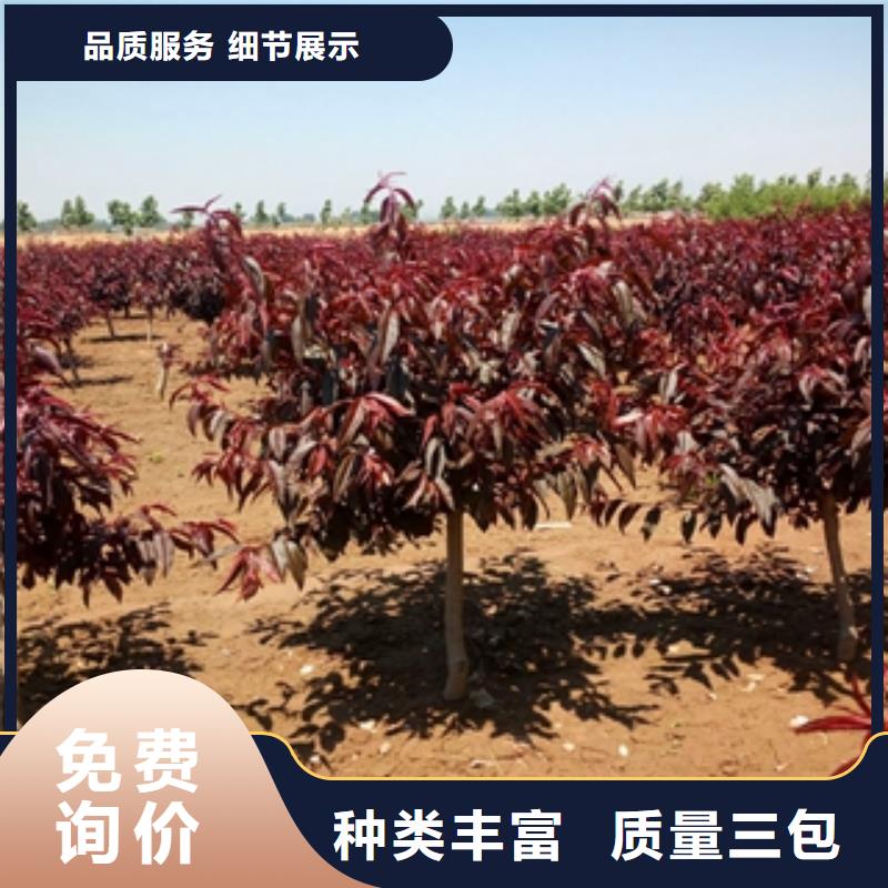 桃树_【绿化树绿化工程】以质量求生存