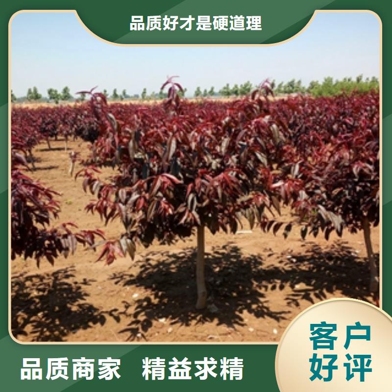 桃树绿化树绿化工程真材实料诚信经营