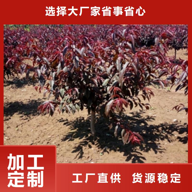钙果苗-视频-楚雄市钙果苗-该地可服务区域姚安|牟定|曲靖|保山|红河|迪庆