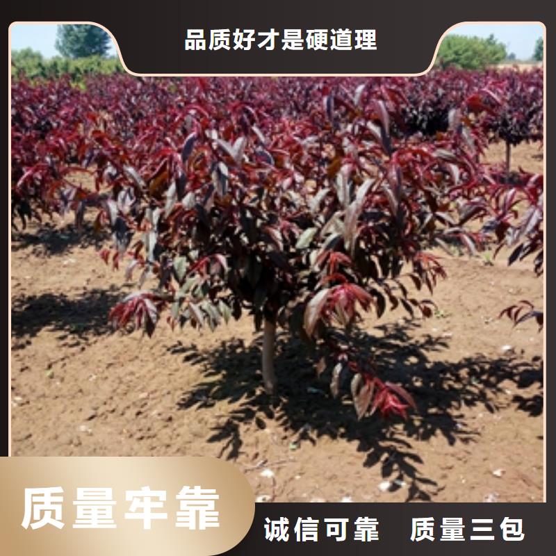 桃树,【蓝莓苗】好产品放心购