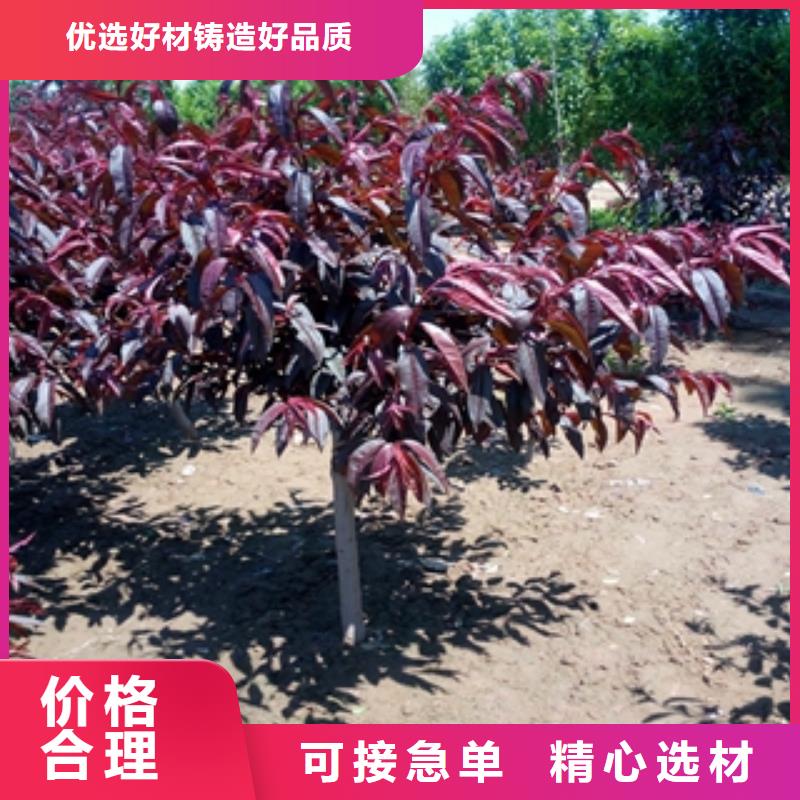 桃树树莓苗专注产品质量与服务