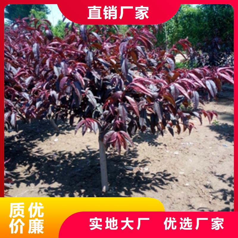 钙果苗-视频-楚雄市钙果苗-该地可服务区域姚安|牟定|曲靖|保山|红河|迪庆