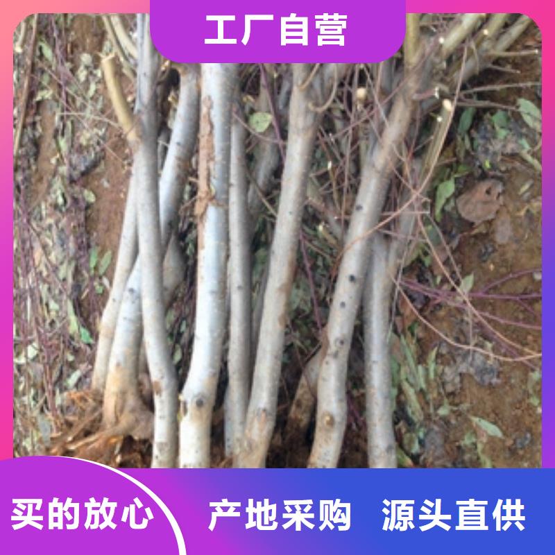 桃树泰山景松造型景松厂家直营