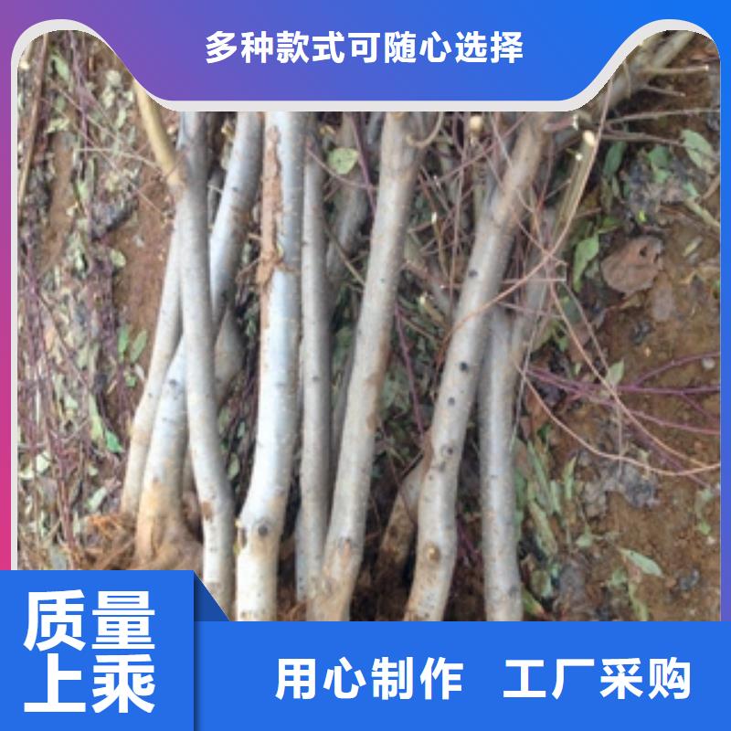 桃树蓝莓苗每个细节都严格把关