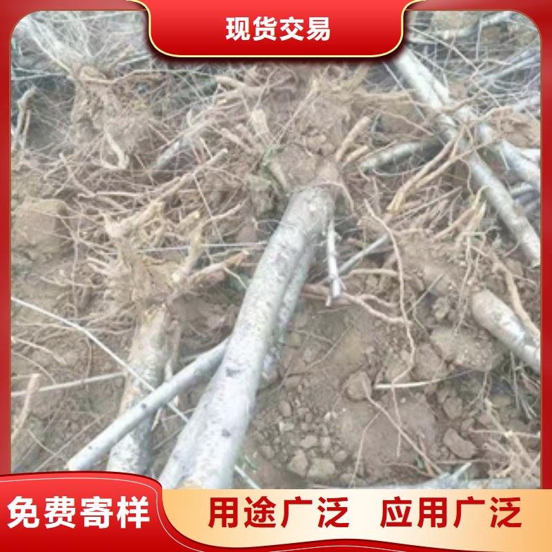 桃树绿化树绿化工程使用寿命长久