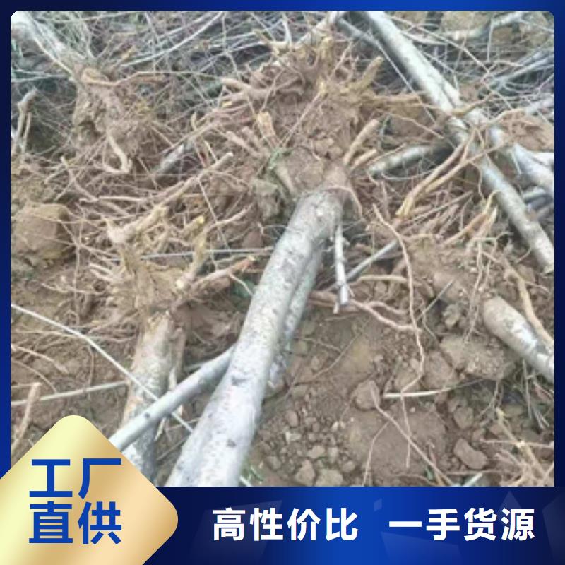 钙果苗-视频-楚雄市钙果苗-该地可服务区域姚安|牟定|曲靖|保山|红河|迪庆