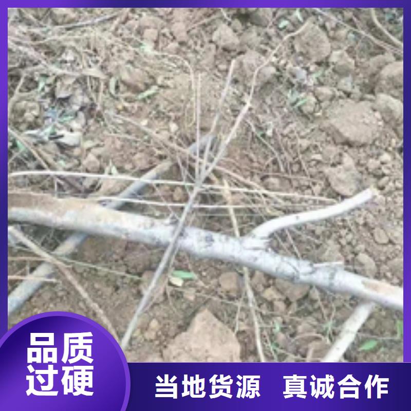 桃树_蓝莓苗厂家直营