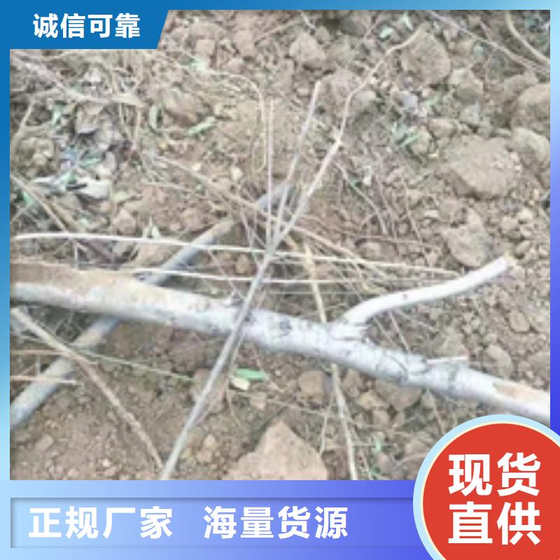 钙果苗-视频-钙果苗-正家园艺场(厦门市分公司)服务区域湖里|思明|三明|龙岩|莆田|泉州|南平|宁德|福州