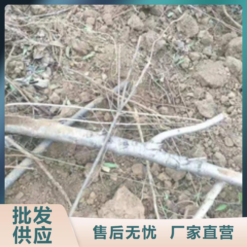 桃树钙果苗厂家拥有先进的设备