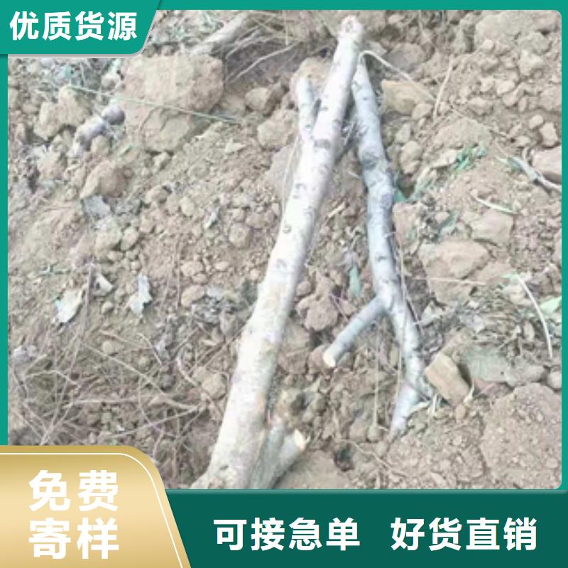 桃树绿化树绿化工程使用寿命长久