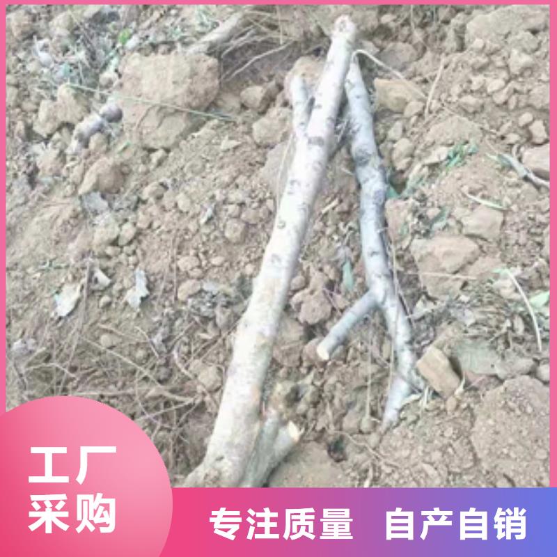 桃树占地果树质检严格