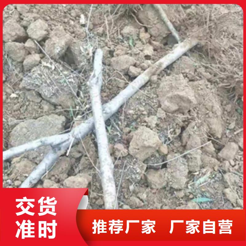 桃树占地果树质检严格