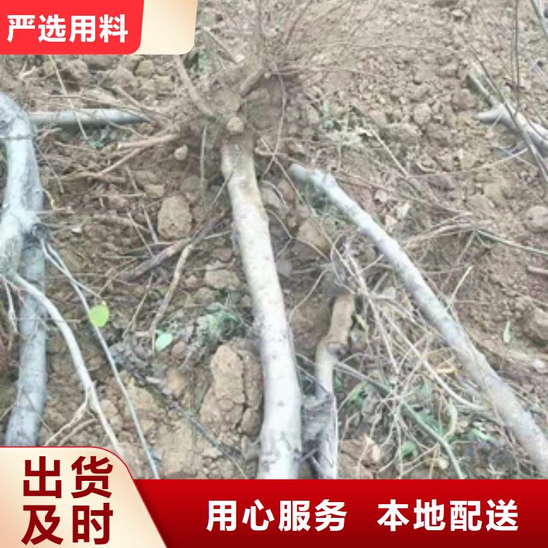 桃树绿化树绿化工程使用寿命长久