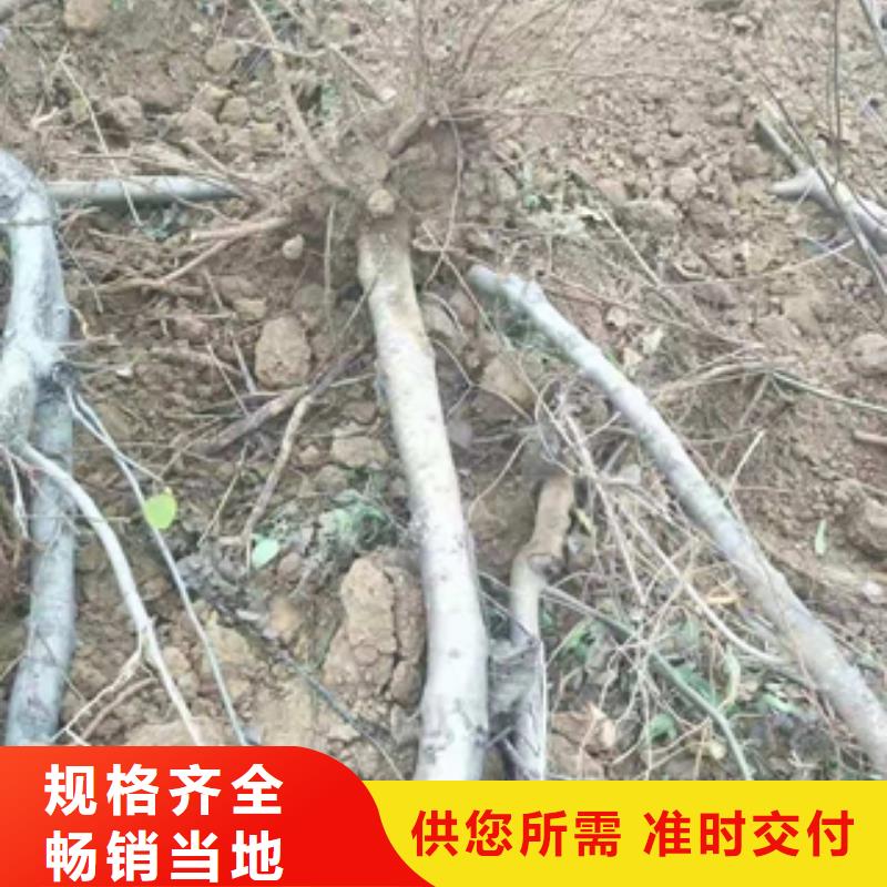 桃树钙果苗厂家拥有先进的设备