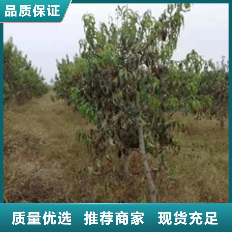 钙果苗-视频-钙果苗-正家园艺场(厦门市分公司)服务区域湖里|思明|三明|龙岩|莆田|泉州|南平|宁德|福州