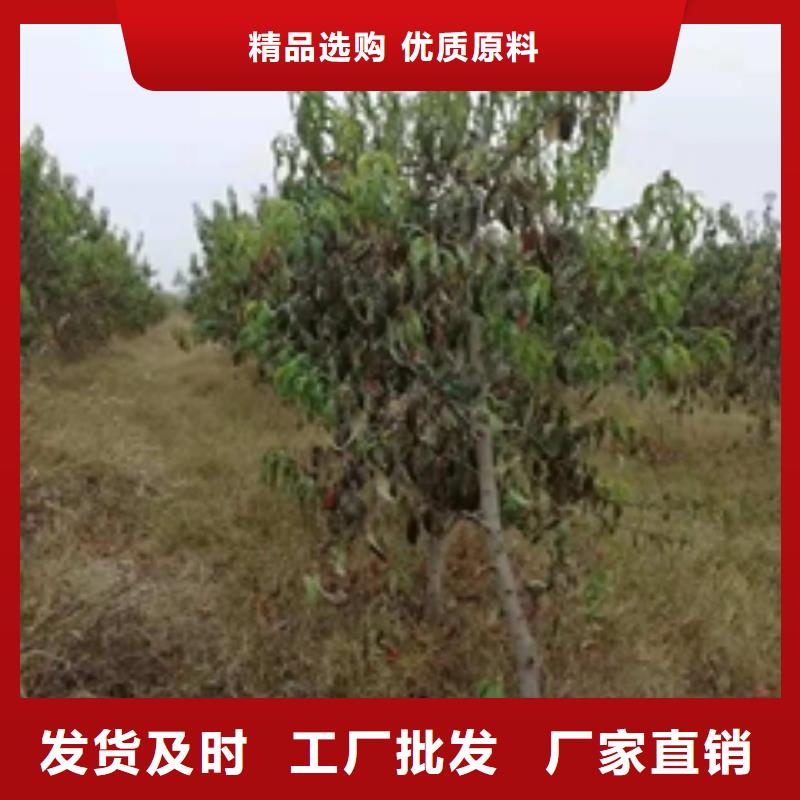 桃树泰山景松造型景松厂家直营