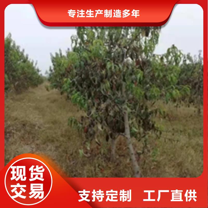 桃树绿化树绿化工程使用寿命长久