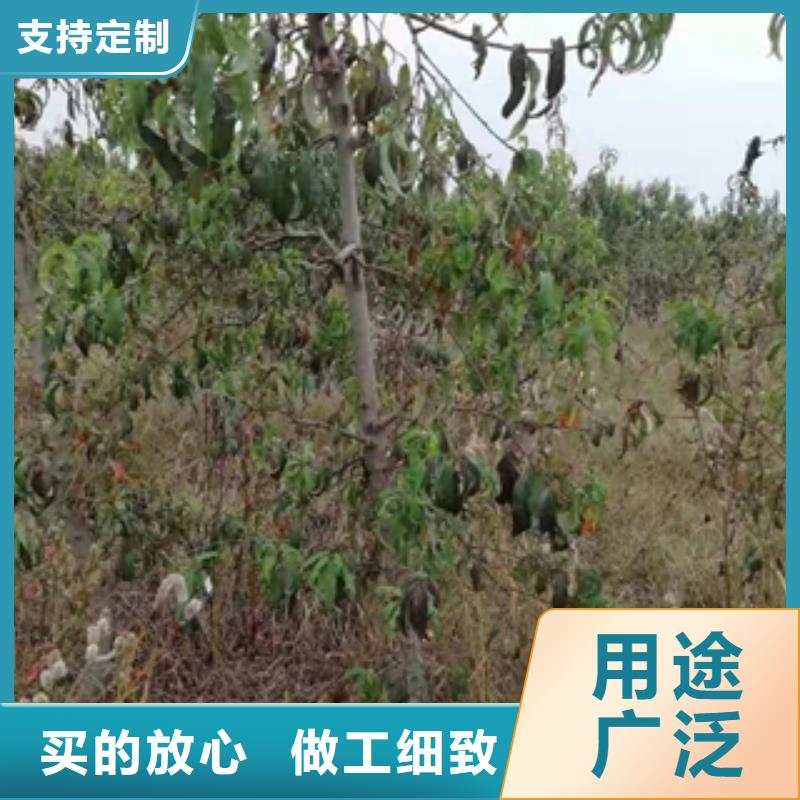 桃树泰山景松造型景松厂家直营