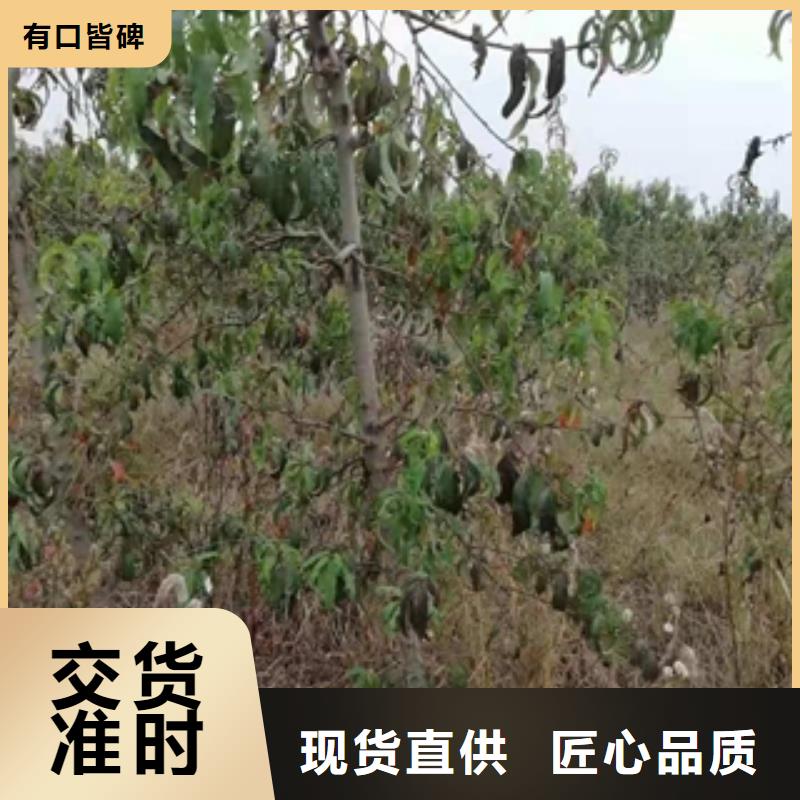 桃树绿化树绿化工程使用寿命长久