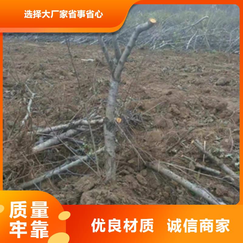 桃树绿化树绿化工程使用寿命长久