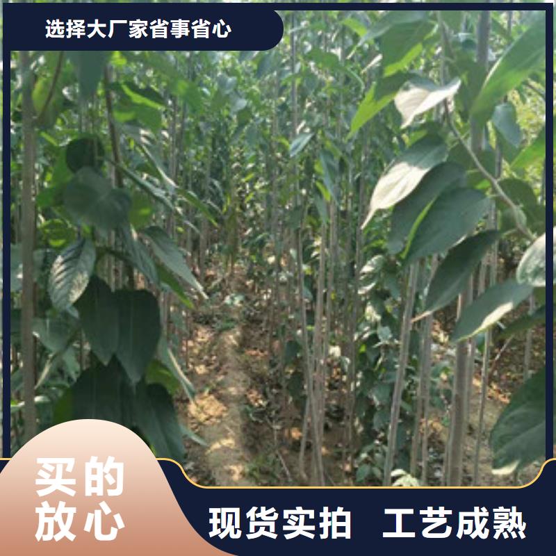 钙果苗-视频-钙果苗-正家园艺场(黄山市分公司)服务区域休宁|祁门|合肥|六安|铜陵|亳州|滁州|马鞍山