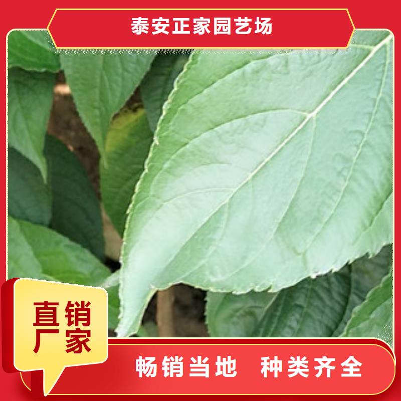 钙果苗-视频-钙果苗-正家园艺场(黄山市分公司)服务区域休宁|祁门|合肥|六安|铜陵|亳州|滁州|马鞍山