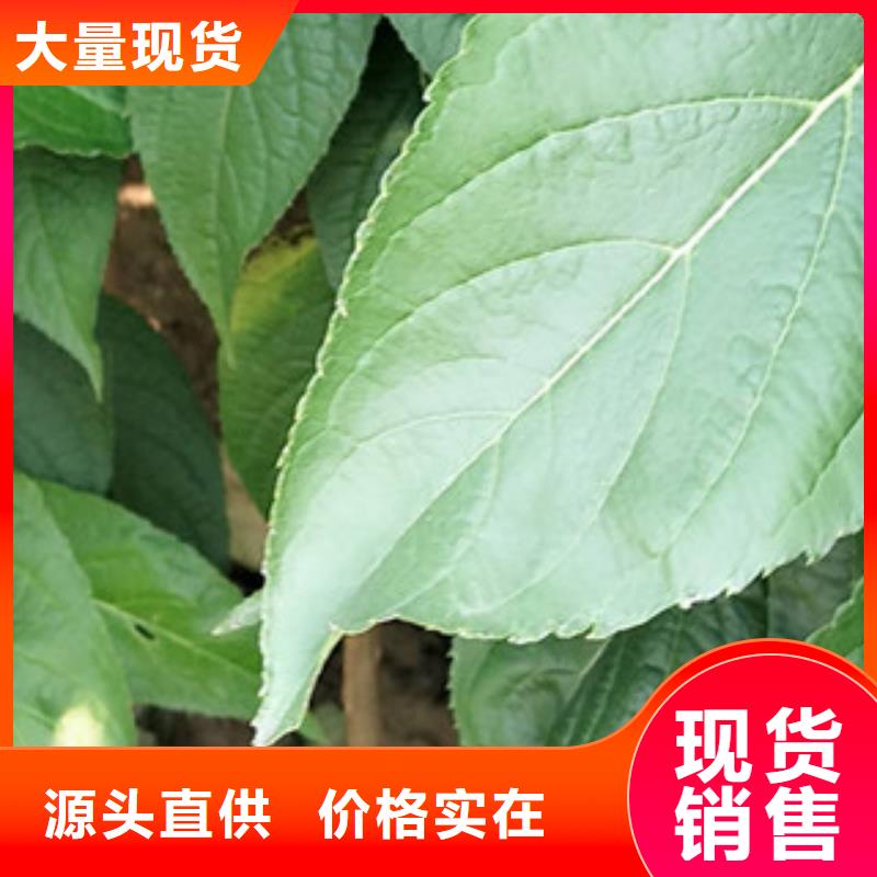 钙果苗-视频-湖南省常德市|汉寿|武陵|郴州|岳阳|怀化|长沙|衡阳|邵阳|永州钙果苗-正家