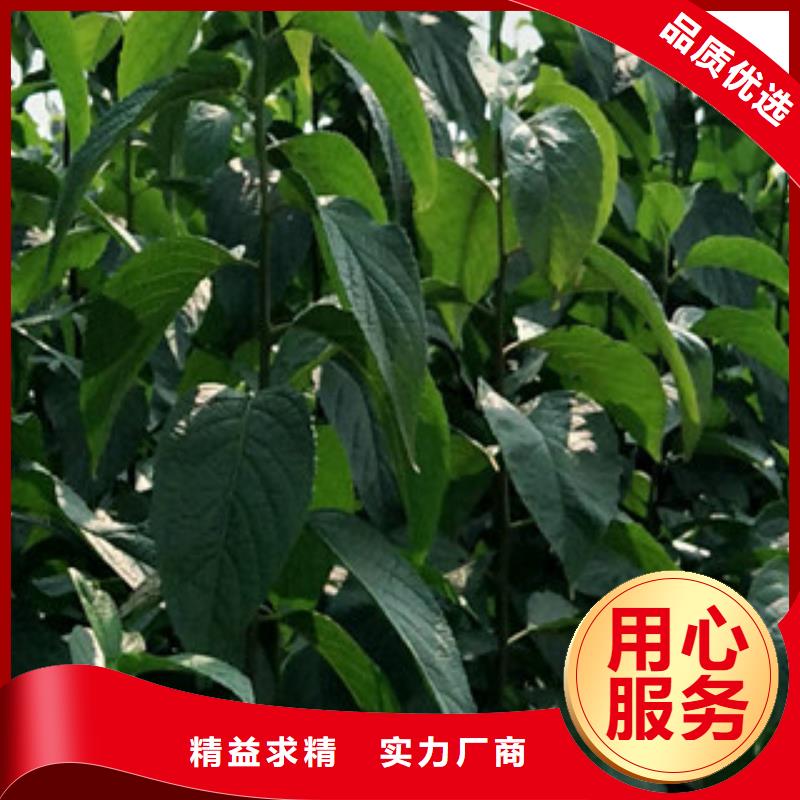 钙果苗-视频-钙果苗-正家园艺场(黄山市分公司)服务区域休宁|祁门|合肥|六安|铜陵|亳州|滁州|马鞍山