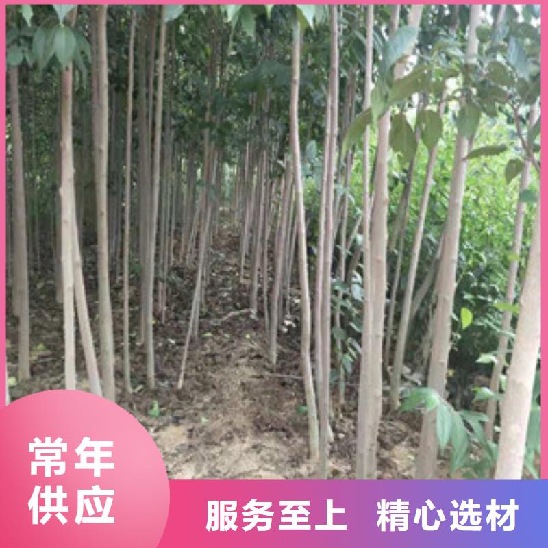 钙果苗-视频-钙果苗-正家园艺场(黄山市分公司)服务区域休宁|祁门|合肥|六安|铜陵|亳州|滁州|马鞍山