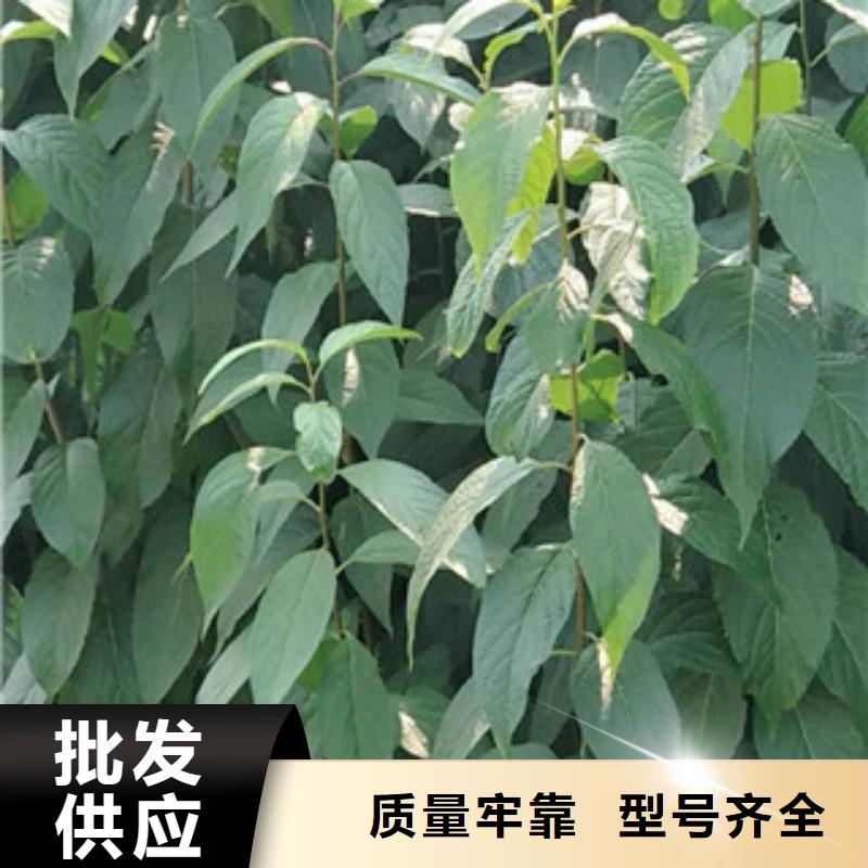 钙果苗-视频-湖南省常德市|汉寿|武陵|郴州|岳阳|怀化|长沙|衡阳|邵阳|永州钙果苗-正家
