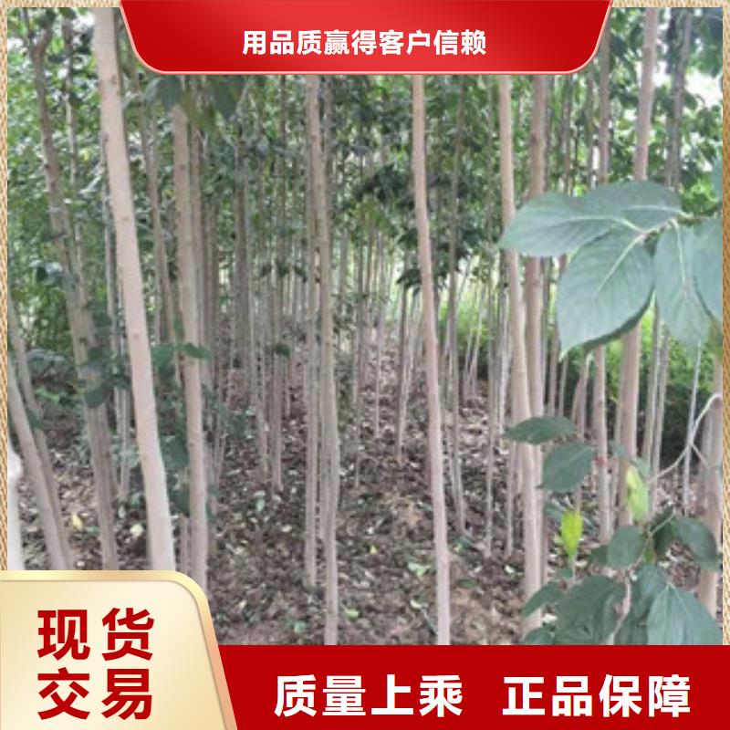钙果苗-视频-钙果苗-正家园艺场(黄山市分公司)服务区域休宁|祁门|合肥|六安|铜陵|亳州|滁州|马鞍山