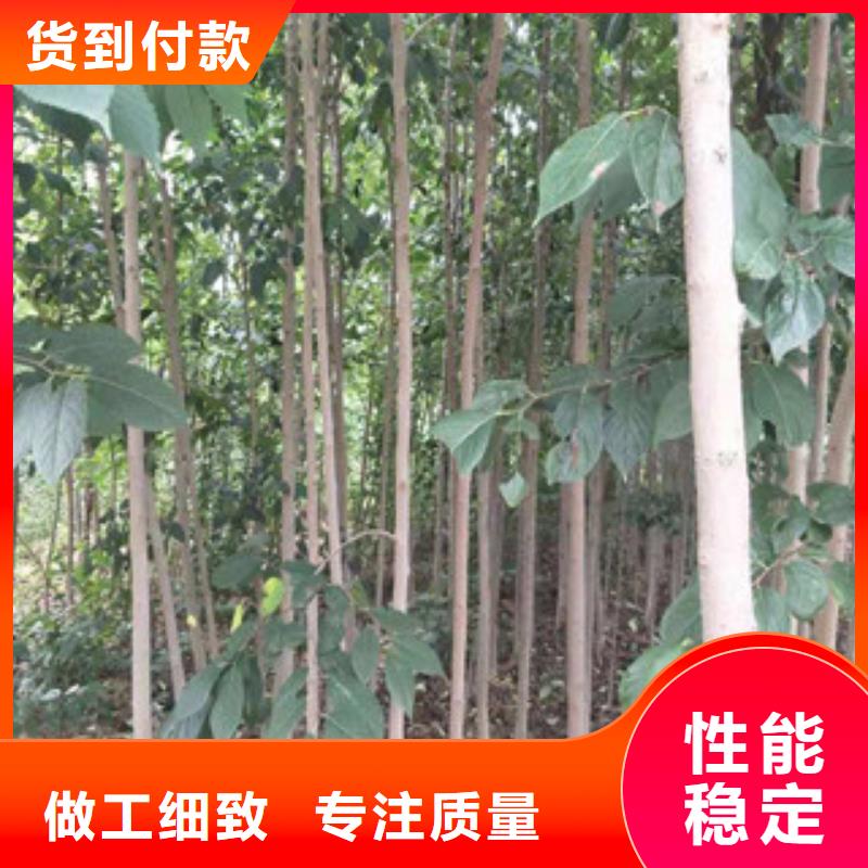 钙果苗-视频-钙果苗-正家园艺场(黄山市分公司)服务区域休宁|祁门|合肥|六安|铜陵|亳州|滁州|马鞍山
