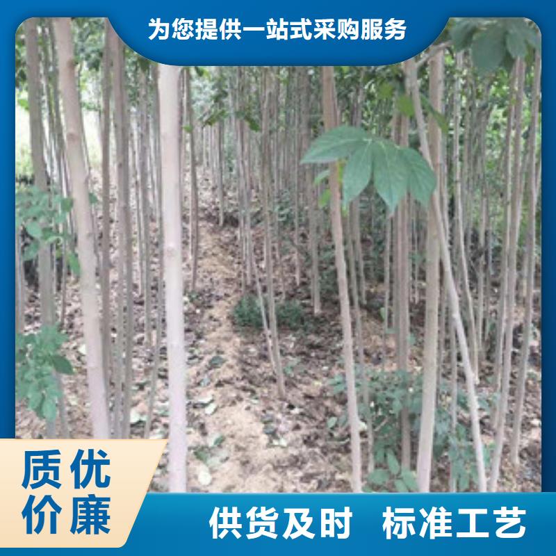 钙果苗-视频-湖南省常德市|汉寿|武陵|郴州|岳阳|怀化|长沙|衡阳|邵阳|永州钙果苗-正家