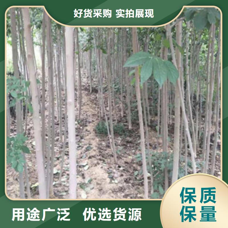 钙果苗-视频-钙果苗-正家园艺场(黄山市分公司)服务区域休宁|祁门|合肥|六安|铜陵|亳州|滁州|马鞍山