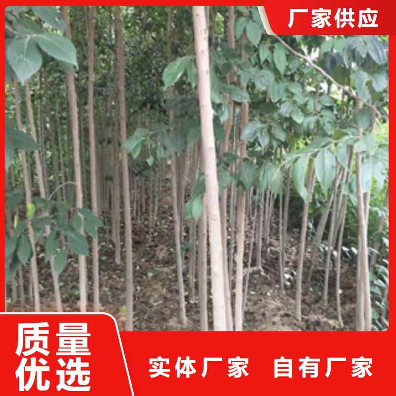 钙果苗-视频-钙果苗-正家园艺场(黄山市分公司)服务区域休宁|祁门|合肥|六安|铜陵|亳州|滁州|马鞍山