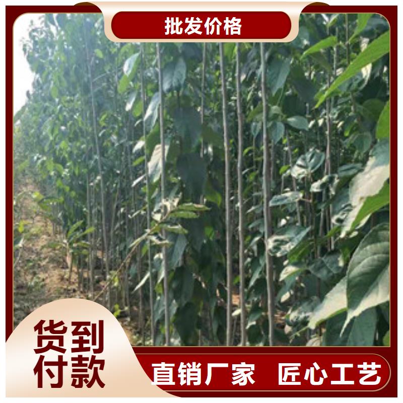钙果苗-视频-钙果苗-正家园艺场(黄山市分公司)服务区域休宁|祁门|合肥|六安|铜陵|亳州|滁州|马鞍山