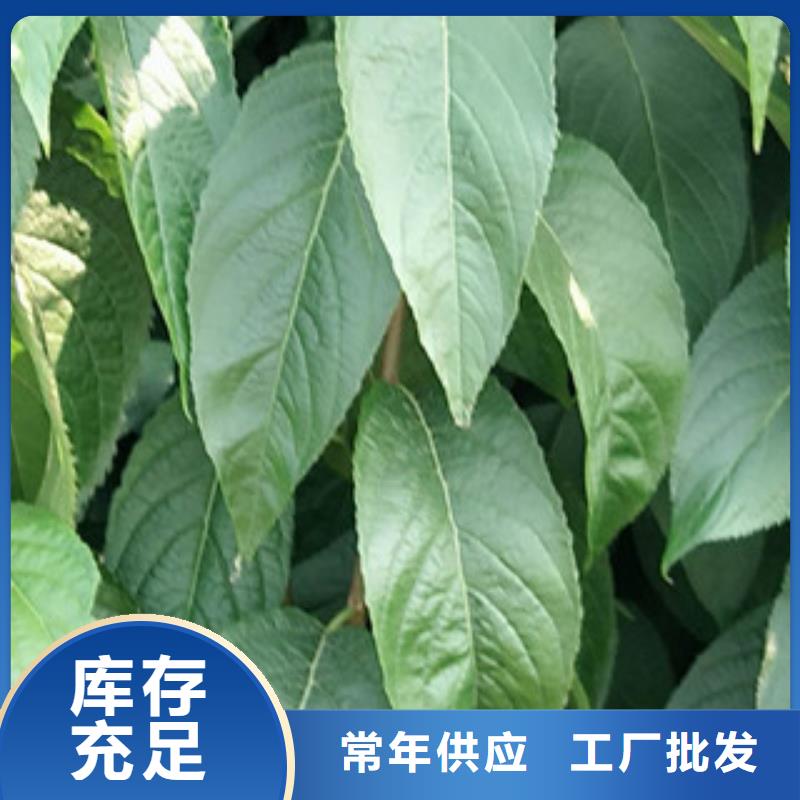 钙果苗-视频-湖南省常德市|汉寿|武陵|郴州|岳阳|怀化|长沙|衡阳|邵阳|永州钙果苗-正家