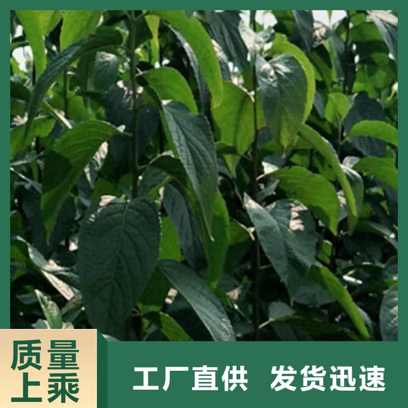 钙果苗-视频-湖南省常德市|汉寿|武陵|郴州|岳阳|怀化|长沙|衡阳|邵阳|永州钙果苗-正家