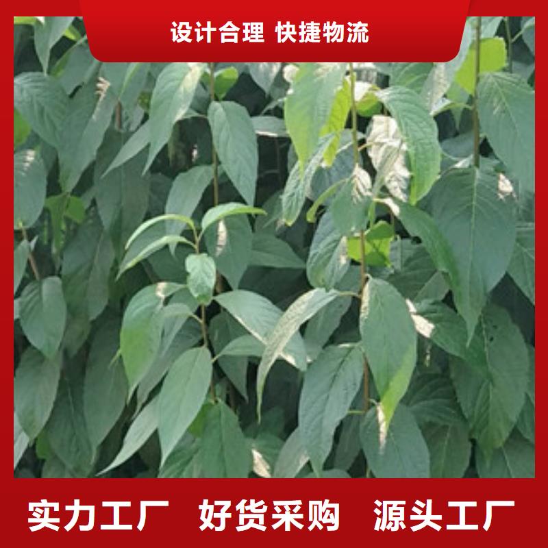 钙果苗-视频-湖南省常德市|汉寿|武陵|郴州|岳阳|怀化|长沙|衡阳|邵阳|永州钙果苗-正家